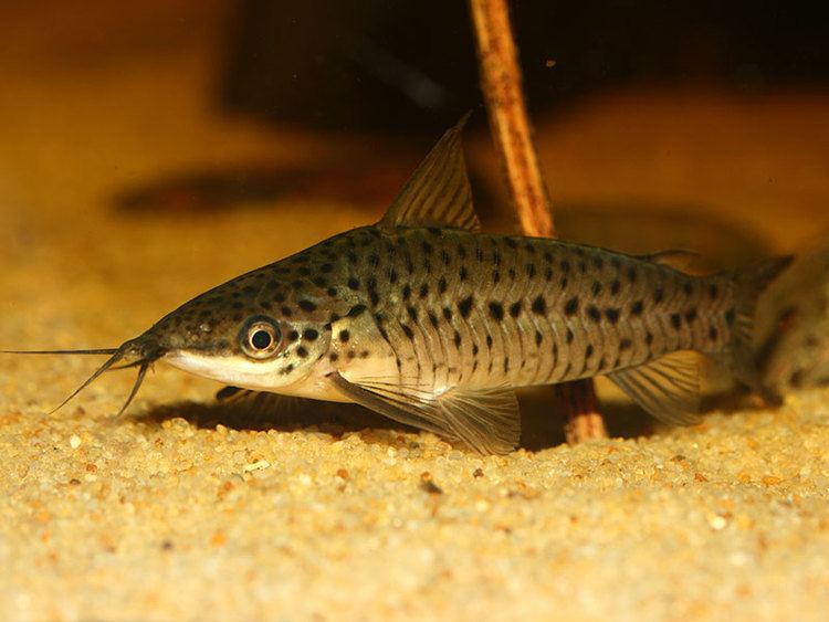 Porthole catfish Photos of Dianema longbarbis Porthole catfish