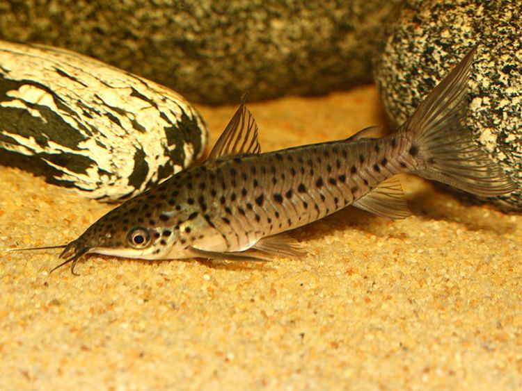 Porthole catfish Photos of Dianema longbarbis Porthole catfish