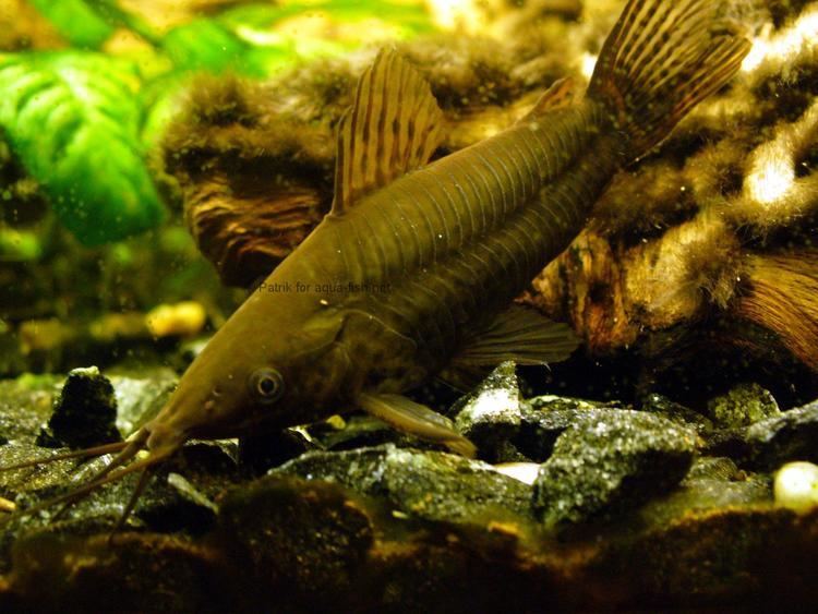 Porthole catfish How to care for Porthole catfish Dianema longibarbis