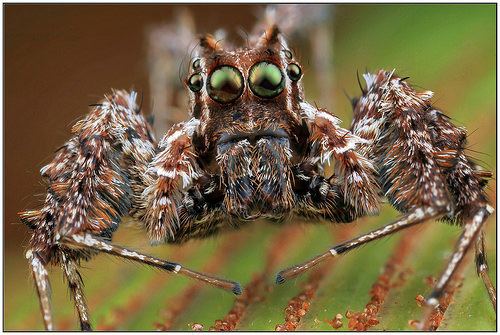 Portia fimbriata Portia fimbriata at Arachnida Araneae Salticidae jumping spiders
