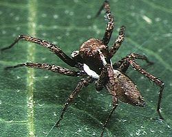 Portia (spider) httpsuploadwikimediaorgwikipediacommonsthu