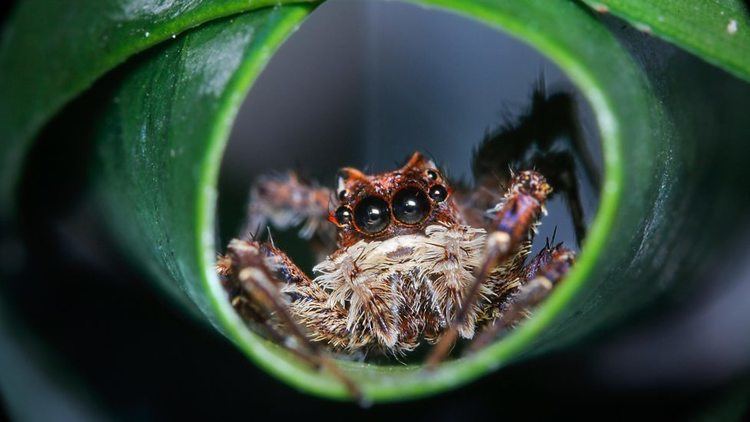 Portia (spider) BBC One Portia jumping spider The Hunt Hide and Seek Forests