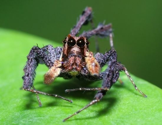 Portia (spider) The ten coolest spiders
