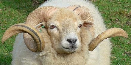 Portland Sheep - Alchetron, The Free Social Encyclopedia