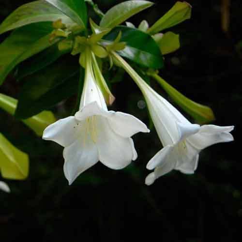 Portlandia grandiflora Portlandia Grandiflora Plants And Seeds at Rs 500 Flowering Plant