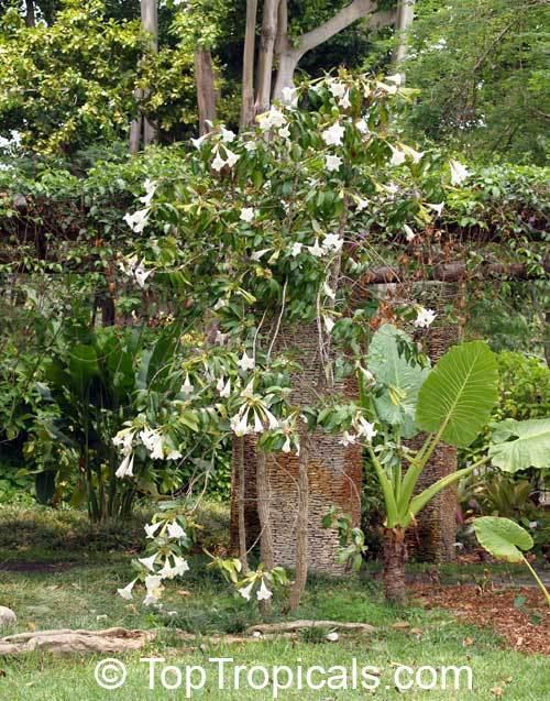 Portlandia grandiflora Portlandia grandiflora Bell Flower Glorious Flower of Cuba White