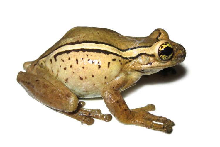 Porto Alegre golden-eyed tree frog