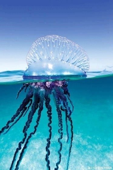 Portuguese man o' war 32 Portuguese Man O39War A Photographic Insight into the World of