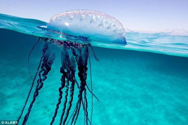 Portuguese man o' war Deadly jellyfish with tentacles the length of FIVE London buses
