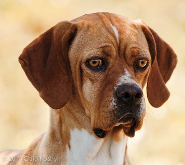 Portuguese Pointer Pointing Dog Blog Breed of the Week The Portuguese Pointer