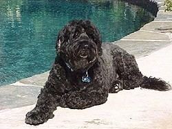Portuguese Water Dog Portuguese Water Dog Breed Information and Pictures