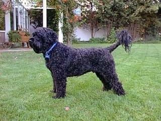 Portuguese Water Dog Portuguese Water Dog Breed Information and Pictures