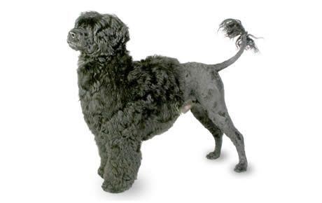 Portuguese Water Dog Portuguese Water Dog Breed Information Pictures Characteristics