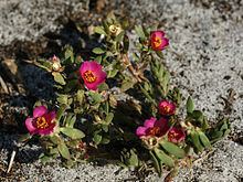 Portulaca httpsuploadwikimediaorgwikipediacommonsthu