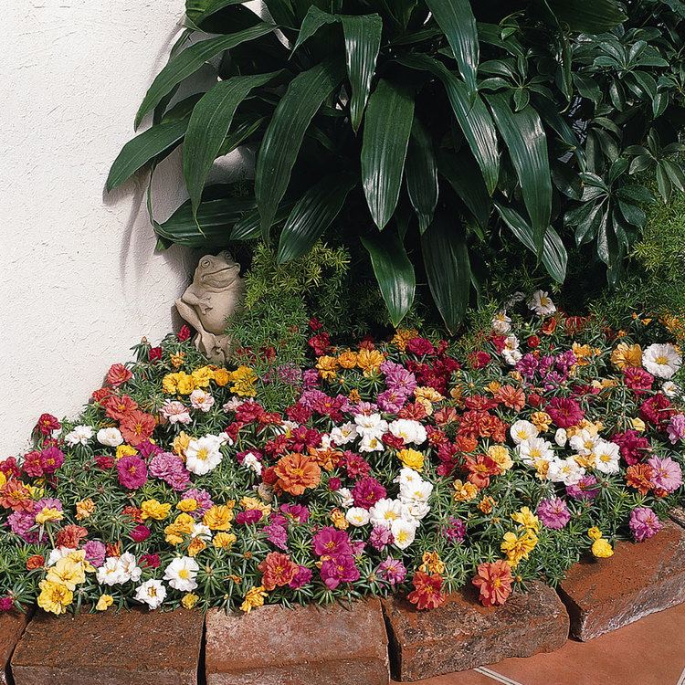 Portulaca Portulaca Bonnie Plants