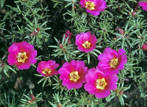 Portulaca Explore Cornell Home Gardening Flower Growing Guides Growing Guide