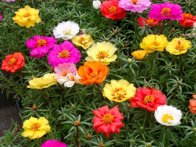 Portulaca 1000 images about moss rose portulaca on Pinterest Gardens Sun