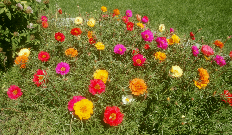 Portulaca Plants are the Strangest People Pretty pictures Portulaca grandiflora