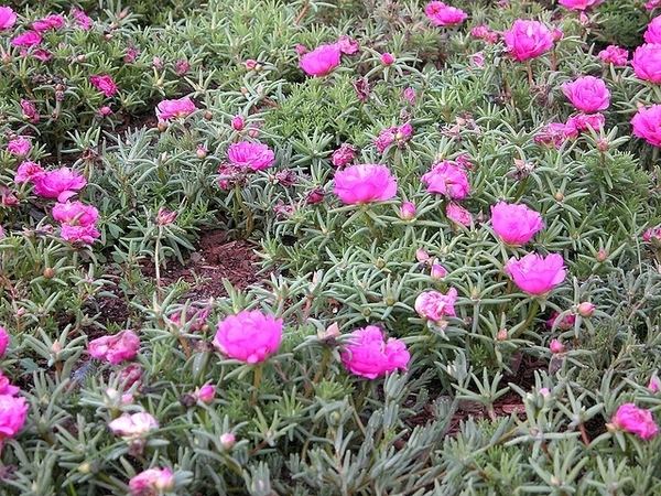 Portulaca grandiflora