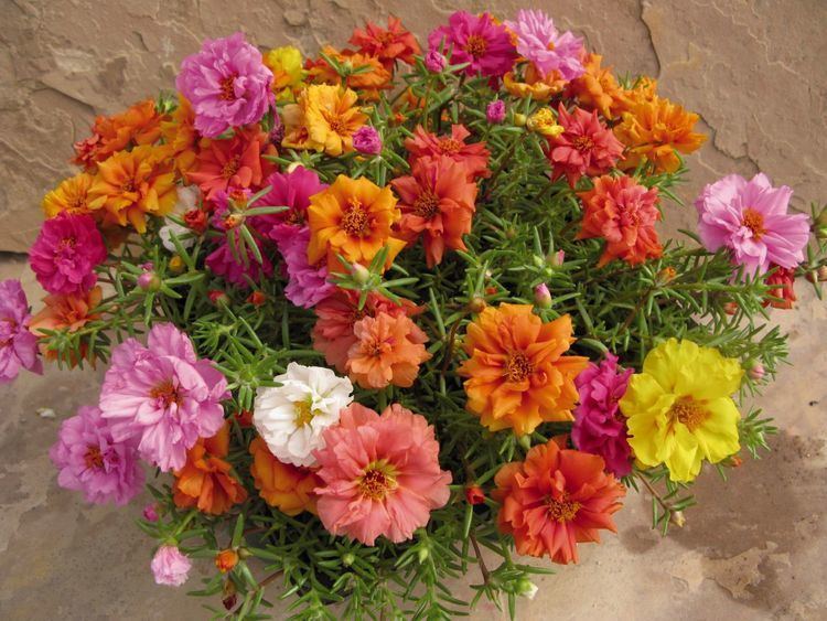 Portulaca Grandiflora Alchetron The Free Social Encyclopedia