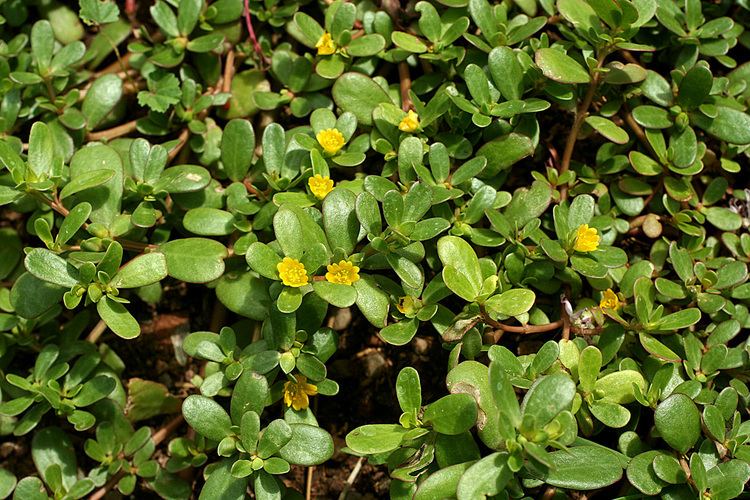 Portulaca oleracea Vascular Plants of the Gila Wilderness Portulaca oleracea