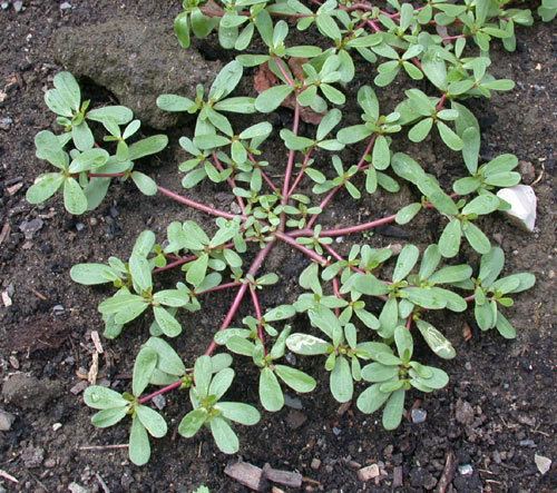 Portulaca oleracea Portulaca oleracea UMass Amherst Landscape Nursery amp Urban