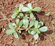 Portulaca oleracea wwwnutritionandyoucomimagefilesxportulacao