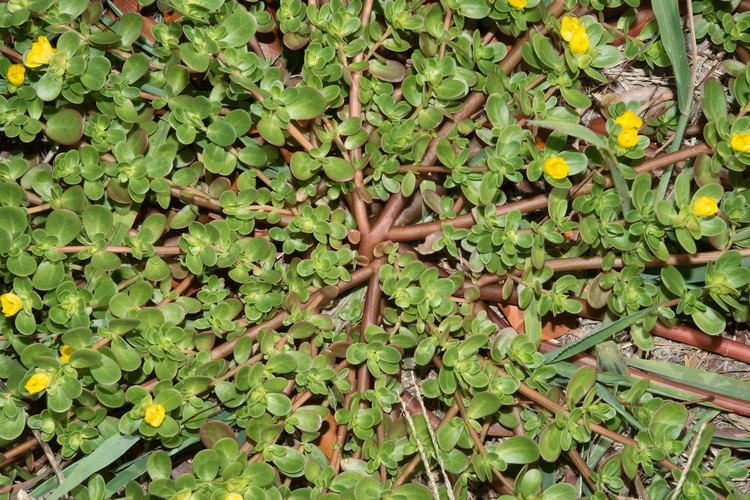 Portulaca oleracea Portulaca oleracea Common Purslane