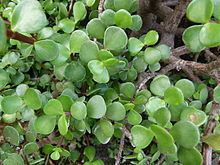 Portulacaria afra httpsuploadwikimediaorgwikipediacommonsthu