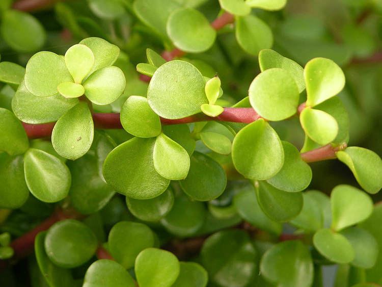 Portulacaria afra Portulacaria afra Elephant Bush Dwarf Jade World of Succulents