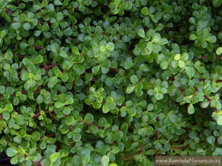 Portulacaria afra Portulacaria afra Kumbula Indigenous Nursery