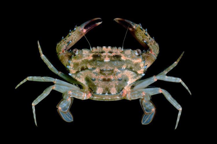 Portunidae Crab Database Crabs Family Portunidae
