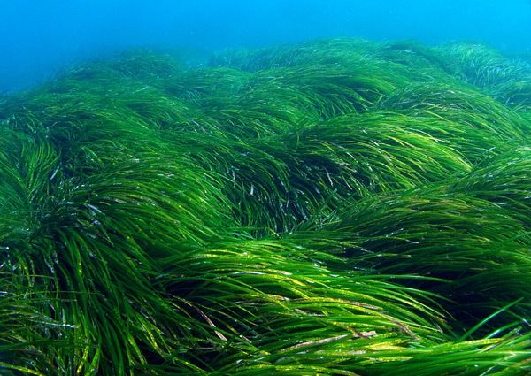Posidonia ALGAE WORLD NEWS Unwanted seaweed put to good use