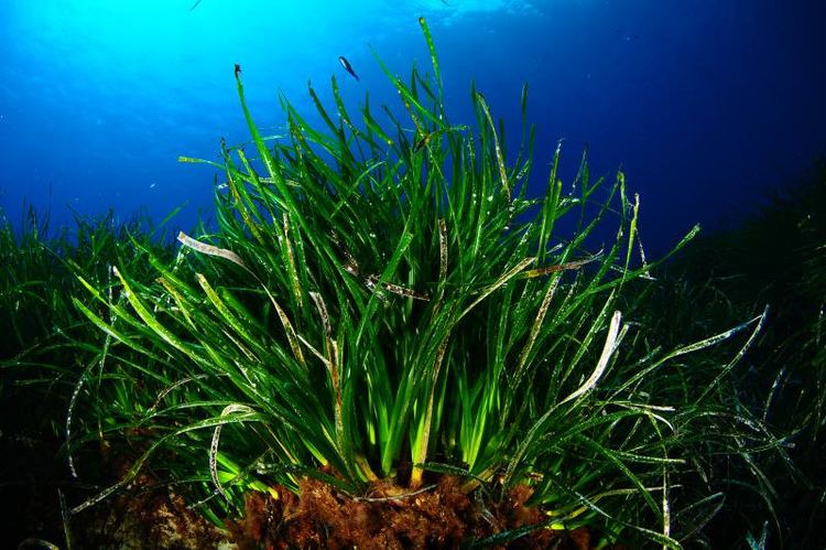 Posidonia oceanica Why do we need to protect the Posidonia Oceanica