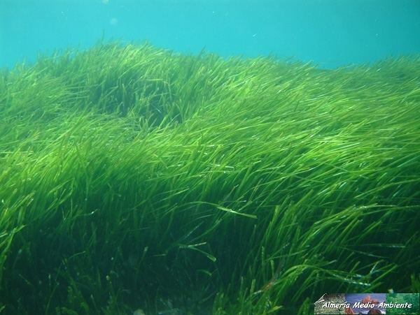 Posidonia oceanica - Alchetron, The Free Social Encyclopedia