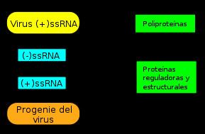 Positive-sense single-stranded RNA virus httpsuploadwikimediaorgwikipediacommonsthu