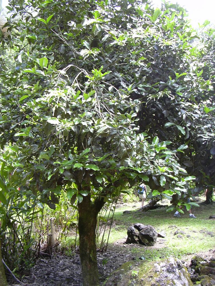 Posoqueria Posoqueria latifolia Images Useful Tropical Plants