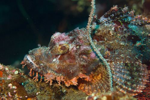 Poss's scorpionfish httpsstaticinaturalistorgphotos218195mediu