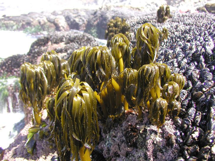 Postelsia Pacific Rocky Intertidal Monitoring Trends and Synthesis