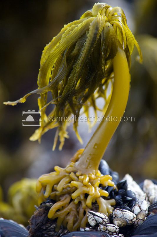 Postelsia Sea Palm Kelp Postelsia palmaeformis Cannon Beach Photo