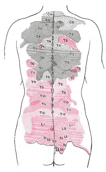 Posterior branches of thoracic nerves