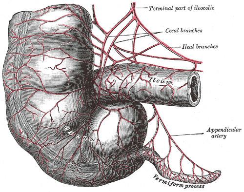 Posterior cecal artery