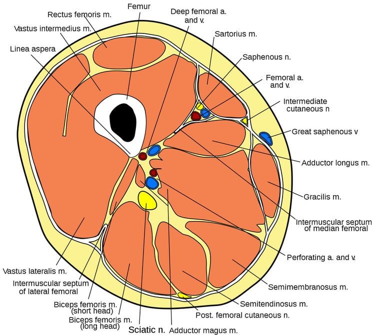 Posterior compartment of thigh