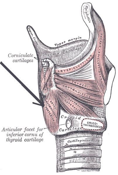 Posterior cricoarytenoid muscle