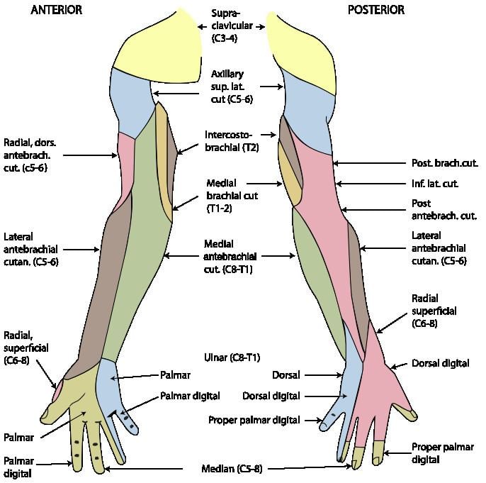 Posterior cutaneous nerve of forearm