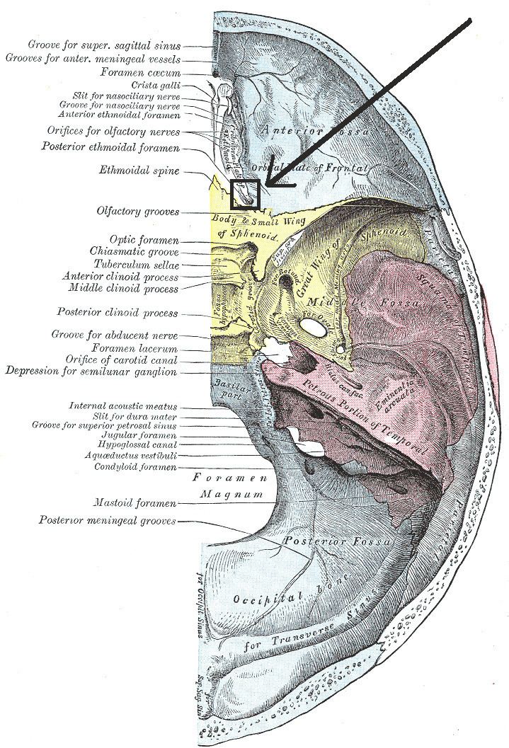 Posterior ethmoidal foramen