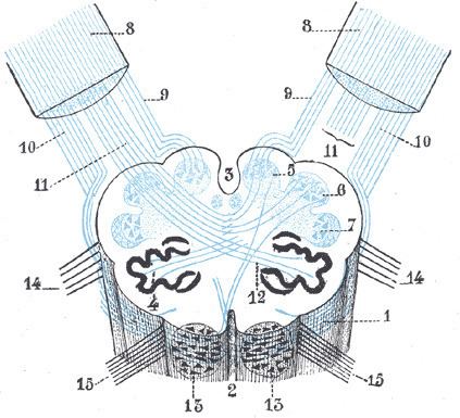 Posterior external arcuate fibers