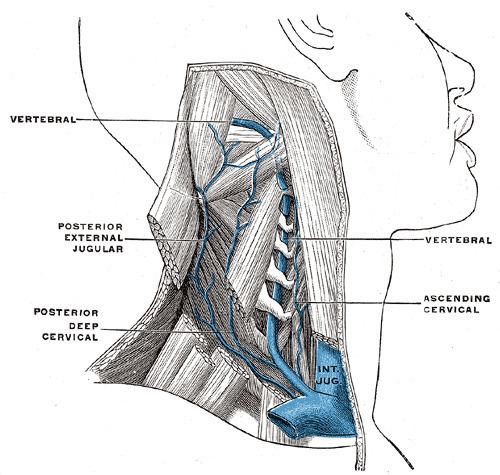 Posterior external jugular vein