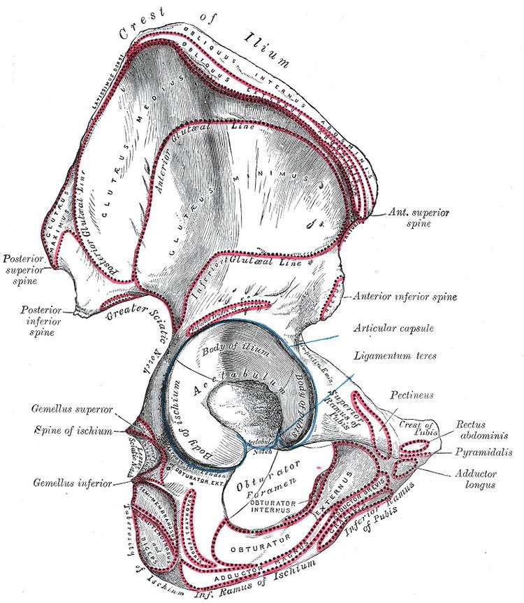 Posterior inferior iliac spine