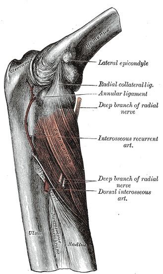 Posterior interosseous nerve